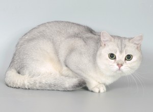 Серебристый затушеванный окрас британских кошек. Затушеванные серебристые британские кошки, коты, котята: фото. Британцы серебристые затушеванные: стандарт окраса